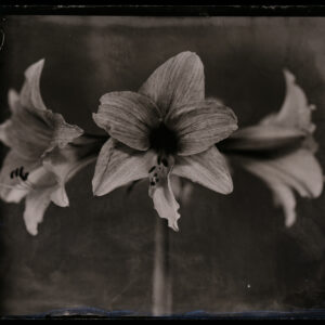 Amaryllis