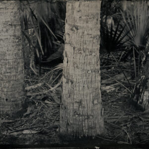 Three Palms Along the Tomoka River