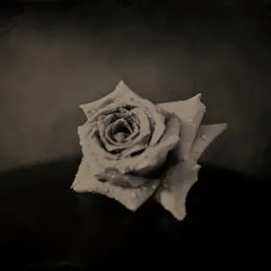 Rose, 5x7, Aluminum, 2026